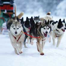 Norway - Huskies and the Northern Lights