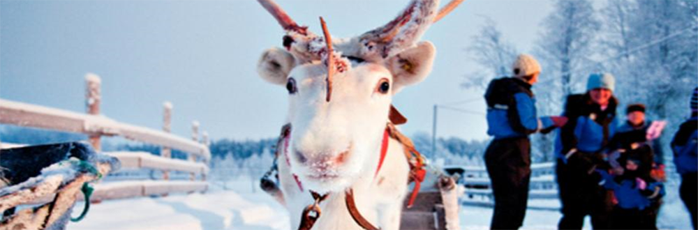 Santa's Sleigh Day Trip