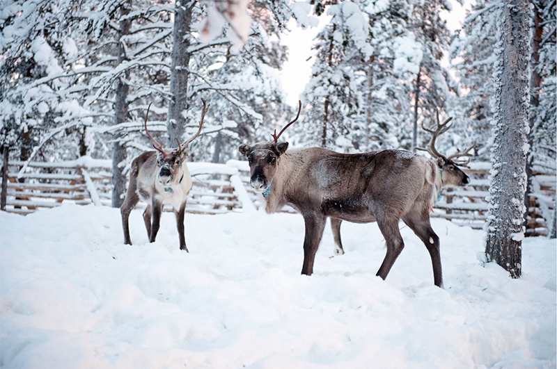 Lapland Holidays 2025/2025, Family Holidays